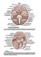 BRS Neuroanatomy (Board Review Series) Sixth Edition 2020